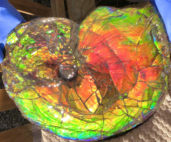Spectacular Ammonite Fossil - Costatum Double sided 43.1 cm x 38 cm　アンモナイト化石　コスタータム　両面　アンモライト完全体 斑彩石AF-65