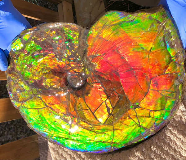 Spectacular Ammonite Fossil - Costatum Double sided 43.1 cm x 38 cm　アンモナイト化石　コスタータム　両面　アンモライト完全体 斑彩石AF-65