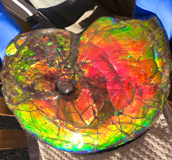 Spectacular Ammonite Fossil - Costatum Double sided 43.1 cm x 38 cm　アンモナイト化石　コスタータム　両面　アンモライト完全体 斑彩石AF-65