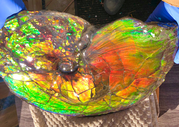 Spectacular Ammonite Fossil - Costatum Double sided 43.1 cm x 38 cm　アンモナイト化石　コスタータム　両面　アンモライト完全体 斑彩石AF-65