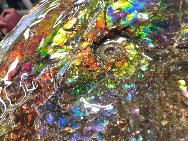 Spectacular Ammonite Fossil - Costatum Double sided 43.1 cm x 38 cm　アンモナイト化石　コスタータム　両面　アンモライト完全体 斑彩石AF-65