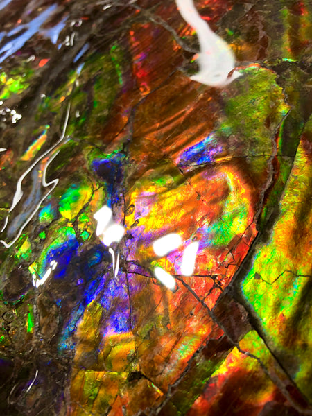 Spectacular Ammonite Fossil - Costatum Double sided 43.1 cm x 38 cm　アンモナイト化石　コスタータム　両面　アンモライト完全体 斑彩石AF-65