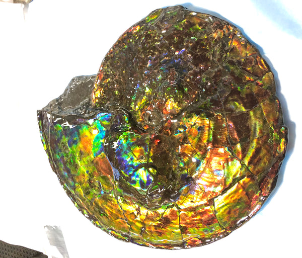 Spectacular Ammonite Fossil - Costatum Double sided 43.1 cm x 38 cm　アンモナイト化石　コスタータム　両面　アンモライト完全体 斑彩石AF-65