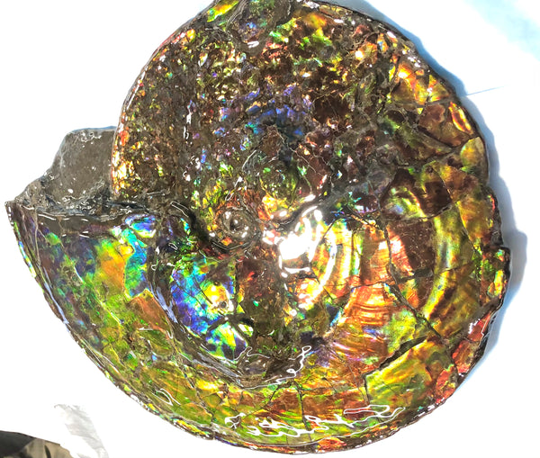 Spectacular Ammonite Fossil - Costatum Double sided 43.1 cm x 38 cm　アンモナイト化石　コスタータム　両面　アンモライト完全体 斑彩石AF-65