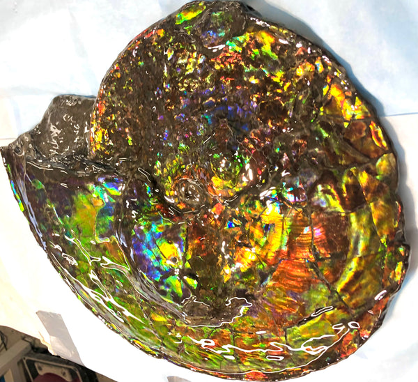 Spectacular Ammonite Fossil - Costatum Double sided 43.1 cm x 38 cm　アンモナイト化石　コスタータム　両面　アンモライト完全体 斑彩石AF-65