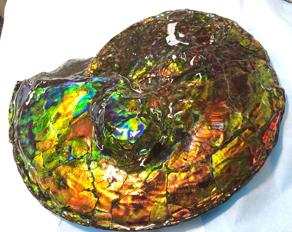 Spectacular Ammonite Fossil - Costatum Double sided 43.1 cm x 38 cm　アンモナイト化石　コスタータム　両面　アンモライト完全体 斑彩石AF-65