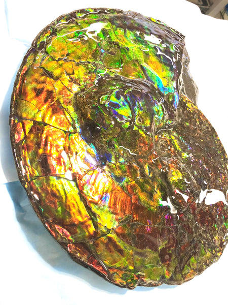 Spectacular Ammonite Fossil - Costatum Double sided 43.1 cm x 38 cm　アンモナイト化石　コスタータム　両面　アンモライト完全体 斑彩石AF-65