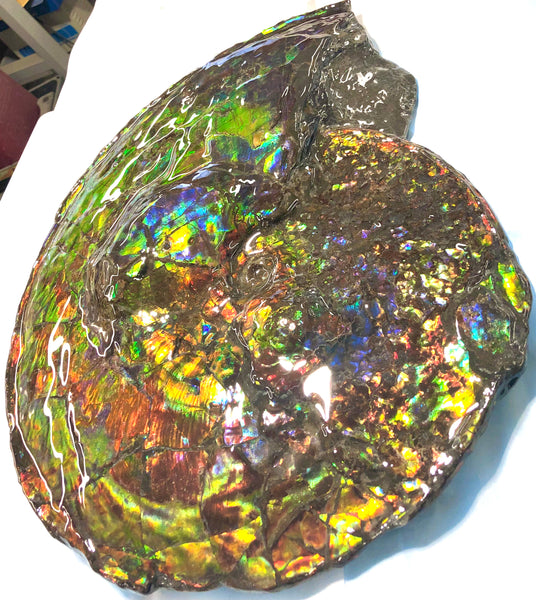Spectacular Ammonite Fossil - Costatum Double sided 43.1 cm x 38 cm　アンモナイト化石　コスタータム　両面　アンモライト完全体 斑彩石AF-65