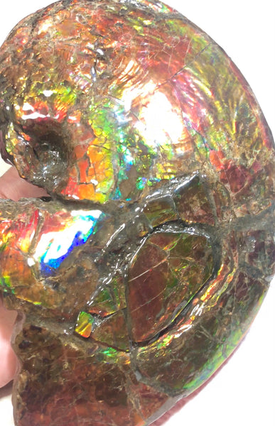 AF-54-2 Ammonite Fossil - Placenticeras Meeki Ammolite　205x122x50mmFree Shipping! アンモナイト プラセンティセラス　ミーキ　アンモライト　両面ダブル