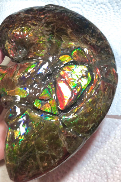 AF-54-2 Ammonite Fossil - Placenticeras Meeki Ammolite　205x122x50mmFree Shipping! アンモナイト プラセンティセラス　ミーキ　アンモライト　両面ダブル