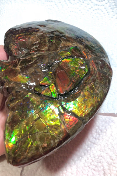 AF-54-2 Ammonite Fossil - Placenticeras Meeki Ammolite　205x122x50mmFree Shipping! アンモナイト プラセンティセラス　ミーキ　アンモライト　両面ダブル