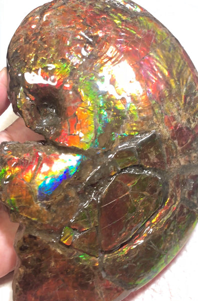 AF-54-2 Ammonite Fossil - Placenticeras Meeki Ammolite　205x122x50mmFree Shipping! アンモナイト プラセンティセラス　ミーキ　アンモライト　両面ダブル