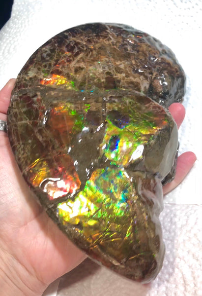 AF-54-2 Ammonite Fossil - Placenticeras Meeki Ammolite　205x122x50mmFree Shipping! アンモナイト プラセンティセラス　ミーキ　アンモライト　両面ダブル