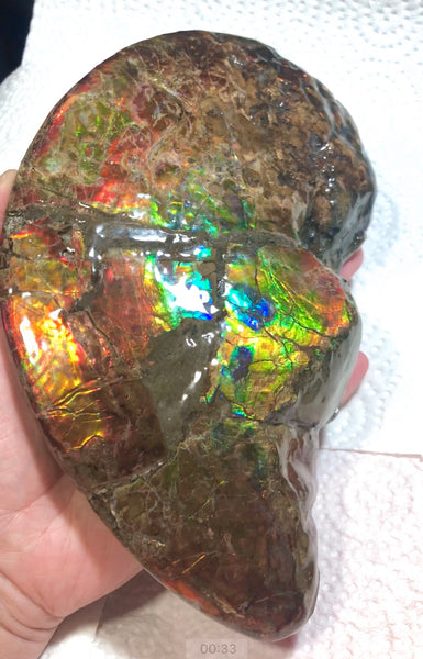 AF-54-2 Ammonite Fossil - Placenticeras Meeki Ammolite　205x122x50mmFree Shipping! アンモナイト プラセンティセラス　ミーキ　アンモライト　両面ダブル