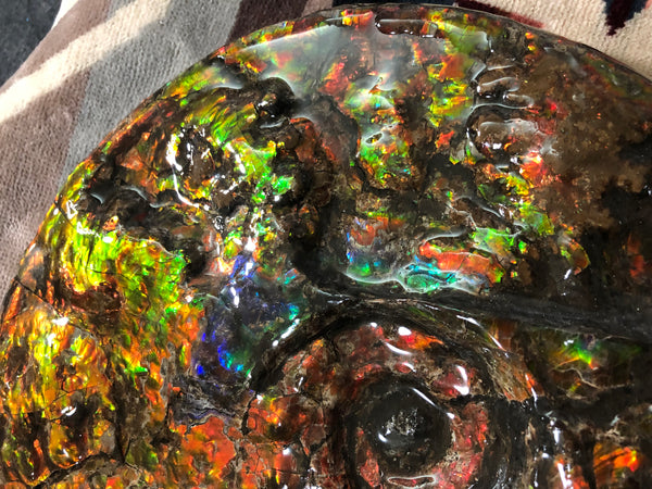 Ammolite Placenticeras Intercalare  333mm ***Free Shipping***斑彩石  AF-77  Ammolite  Ammonite Fossil