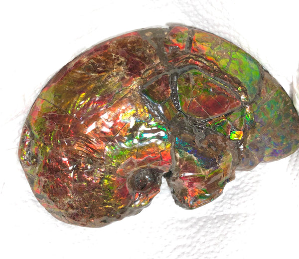 AF-54-2 Ammonite Fossil - Placenticeras Meeki Ammolite　205x122x50mmFree Shipping! アンモナイト プラセンティセラス　ミーキ　アンモライト　両面ダブル