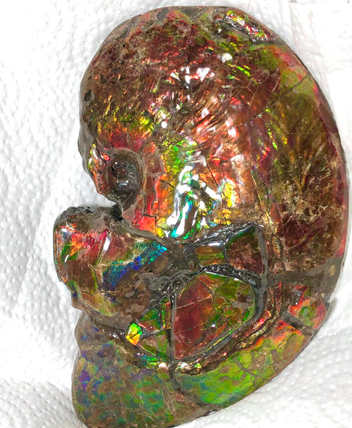 AF-54-2 Ammonite Fossil - Placenticeras Meeki Ammolite　205x122x50mmFree Shipping! アンモナイト プラセンティセラス　ミーキ　アンモライト　両面ダブル