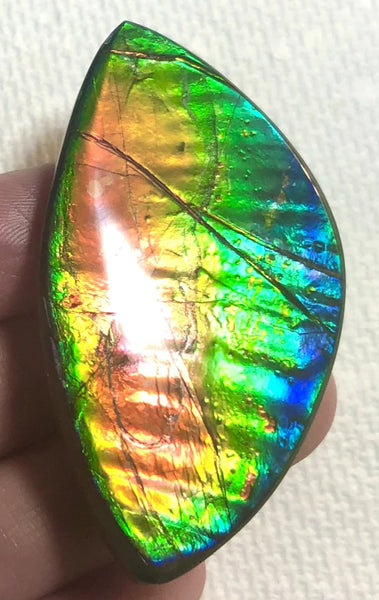 Extra Large Rainbow colors  57x31 mm  Top Grade Natural  Free Form . FFNT 143 Ammolite  レインボーカラー！ナチュラル　ルース　アンモライト