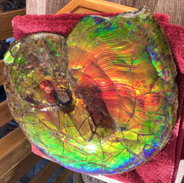 Spectacular Ammonite Fossil - Costatum Double sided 43.1 cm x 38 cm　アンモナイト化石　コスタータム　両面　アンモライト完全体 斑彩石AF-65