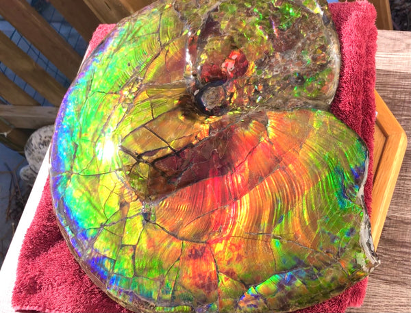 Spectacular Ammonite Fossil - Costatum Double sided 43.1 cm x 38 cm　アンモナイト化石　コスタータム　両面　アンモライト完全体 斑彩石AF-65