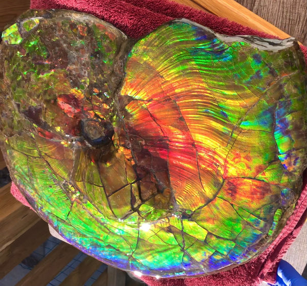 Spectacular Ammonite Fossil - Costatum Double sided 43.1 cm x 38 cm　アンモナイト化石　コスタータム　両面　アンモライト完全体 斑彩石AF-65