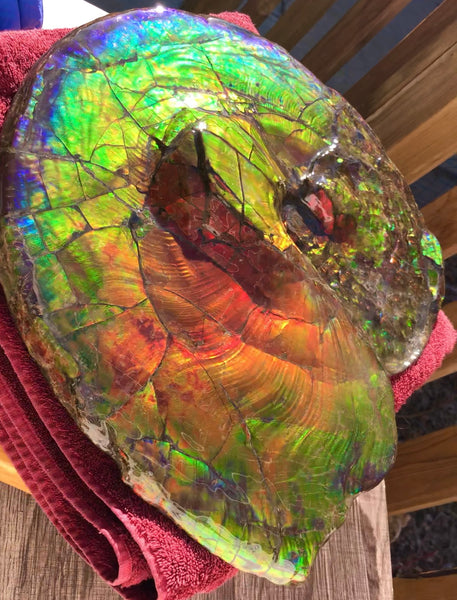 Spectacular Ammonite Fossil - Costatum Double sided 43.1 cm x 38 cm　アンモナイト化石　コスタータム　両面　アンモライト完全体 斑彩石AF-65