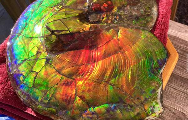 Spectacular Ammonite Fossil - Costatum Double sided 43.1 cm x 38 cm　アンモナイト化石　コスタータム　両面　アンモライト完全体 斑彩石AF-65