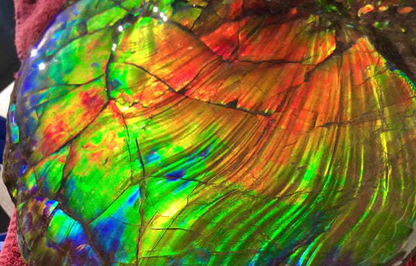 Spectacular Ammonite Fossil - Costatum Double sided 43.1 cm x 38 cm　アンモナイト化石　コスタータム　両面　アンモライト完全体 斑彩石AF-65