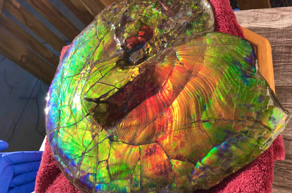 Spectacular Ammonite Fossil - Costatum Double sided 43.1 cm x 38 cm　アンモナイト化石　コスタータム　両面　アンモライト完全体 斑彩石AF-65