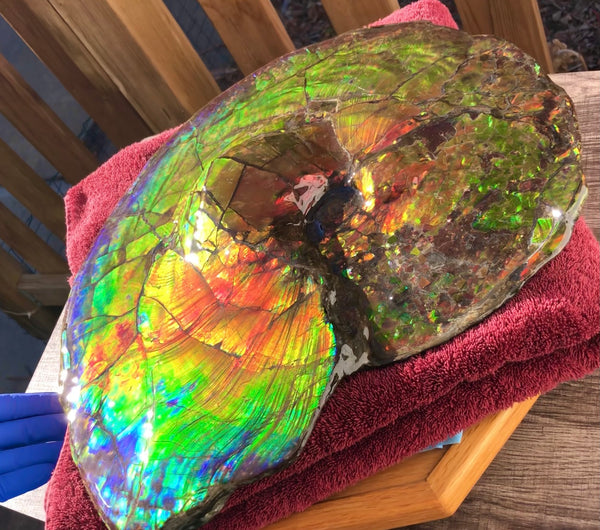 Spectacular Ammonite Fossil - Costatum Double sided 43.1 cm x 38 cm　アンモナイト化石　コスタータム　両面　アンモライト完全体 斑彩石AF-65