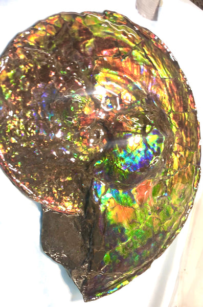 Spectacular Ammonite Fossil - Costatum Double sided 43.1 cm x 38 cm　アンモナイト化石　コスタータム　両面　アンモライト完全体 斑彩石AF-65