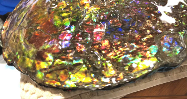 Spectacular Ammonite Fossil - Costatum Double sided 43.1 cm x 38 cm　アンモナイト化石　コスタータム　両面　アンモライト完全体 斑彩石AF-65