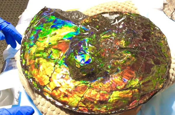 Spectacular Ammonite Fossil - Costatum Double sided 43.1 cm x 38 cm　アンモナイト化石　コスタータム　両面　アンモライト完全体 斑彩石AF-65