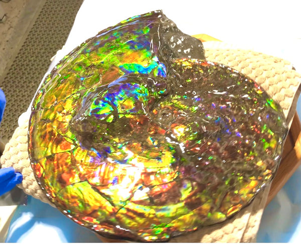 Spectacular Ammonite Fossil - Costatum Double sided 43.1 cm x 38 cm　アンモナイト化石　コスタータム　両面　アンモライト完全体 斑彩石AF-65