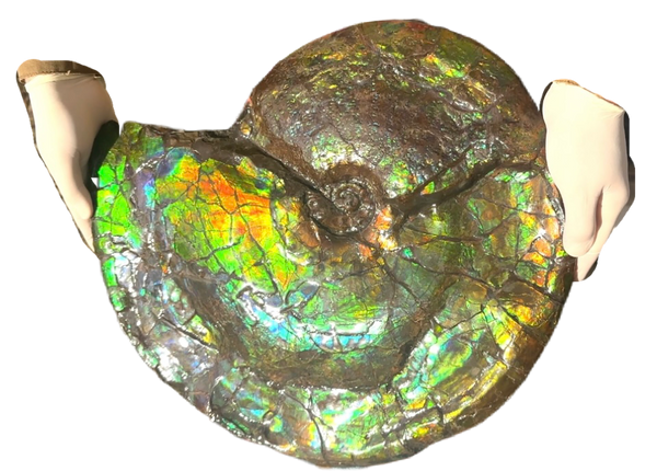 AF-90  19.7" HUGE Ammonite Fossil - Placenticeras costatum　Ammolite **FREE SHIPPING***　