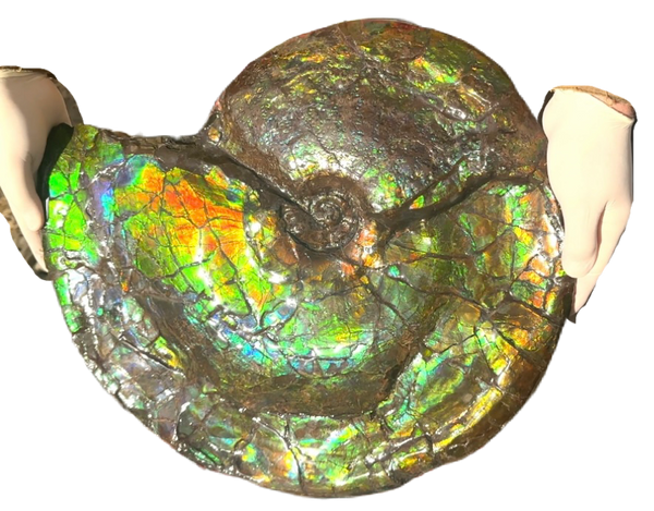 AF-90  19.7" HUGE Ammonite Fossil - Placenticeras costatum　Ammolite **FREE SHIPPING***　