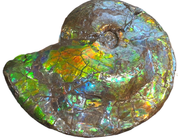 AF-90  19.7" HUGE Ammonite Fossil - Placenticeras costatum　Ammolite **FREE SHIPPING***　
