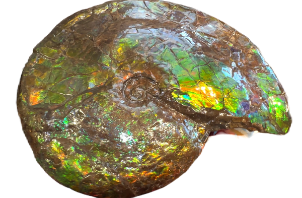 AF-90  19.7" HUGE Ammonite Fossil - Placenticeras costatum　Ammolite **FREE SHIPPING***　