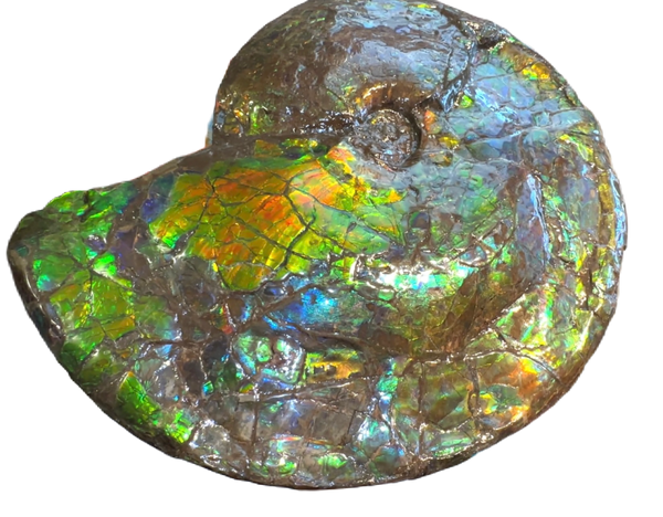 AF-90  19.7" HUGE Ammonite Fossil - Placenticeras costatum　Ammolite **FREE SHIPPING***　