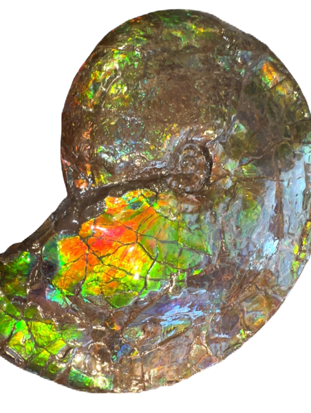 AF-90  19.7" HUGE Ammonite Fossil - Placenticeras costatum　Ammolite **FREE SHIPPING***　