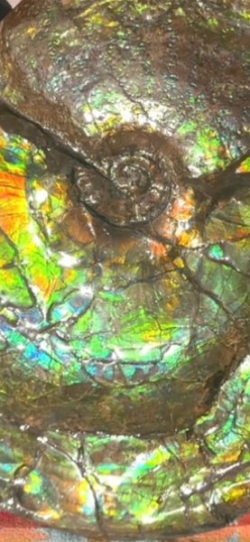 AF-90  19.7" HUGE Ammonite Fossil - Placenticeras costatum　Ammolite **FREE SHIPPING***　