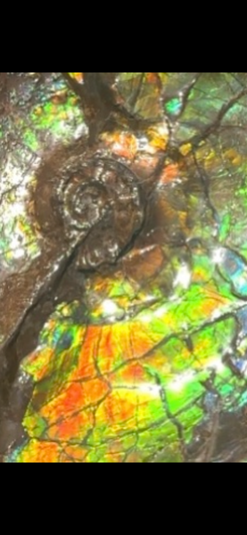 AF-90  19.7" HUGE Ammonite Fossil - Placenticeras costatum　Ammolite **FREE SHIPPING***　