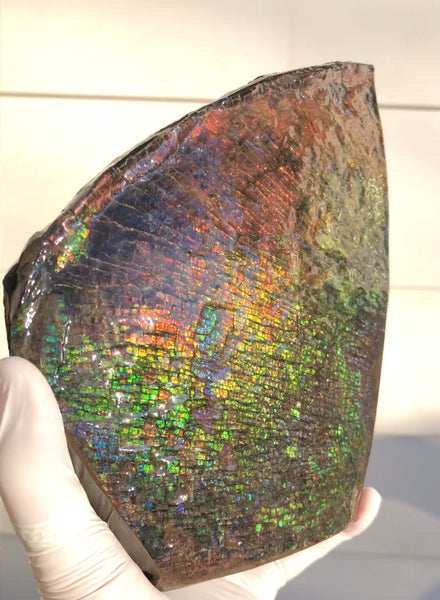 8" Double-Sided Ammolite Display Stone  Huge Fossil Section Piece 205mm 8" Collector Stone Home Décor  - CS-222***アンモライト 大型両面　コレクターストーン Free shipping