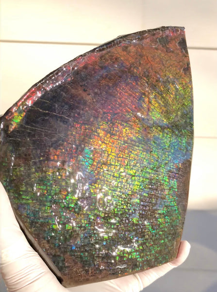 8" Double-Sided Ammolite Display Stone  Huge Fossil Section Piece 205mm 8" Collector Stone Home Décor  - CS-222***アンモライト 大型両面　コレクターストーン Free shipping