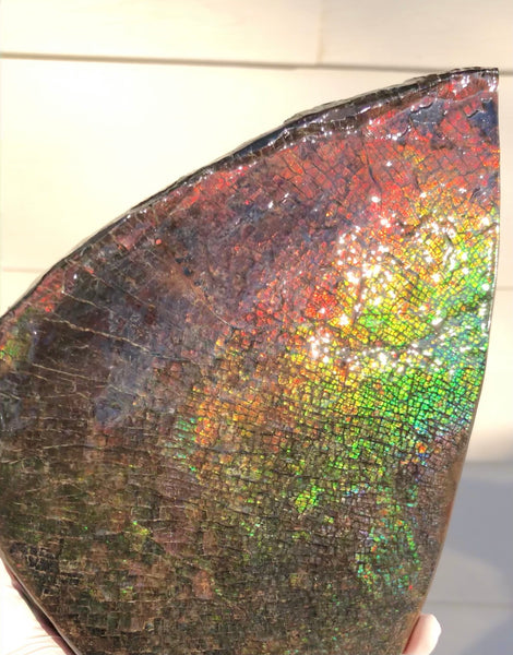 8" Double-Sided Ammolite Display Stone  Huge Fossil Section Piece 205mm 8" Collector Stone Home Décor  - CS-222***アンモライト 大型両面　コレクターストーン Free shipping