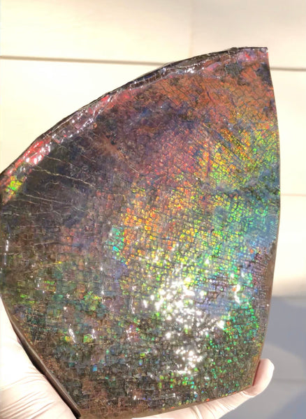 8" Double-Sided Ammolite Display Stone  Huge Fossil Section Piece 205mm 8" Collector Stone Home Décor  - CS-222***アンモライト 大型両面　コレクターストーン Free shipping