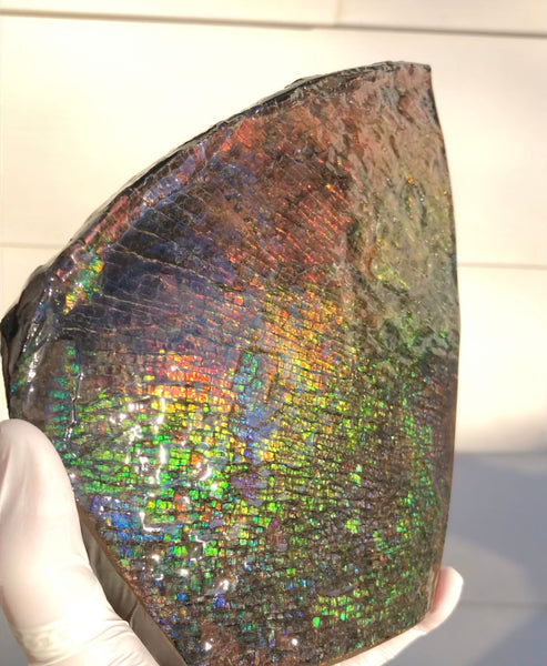 8" Double-Sided Ammolite Display Stone  Huge Fossil Section Piece 205mm 8" Collector Stone Home Décor  - CS-222***アンモライト 大型両面　コレクターストーン Free shipping