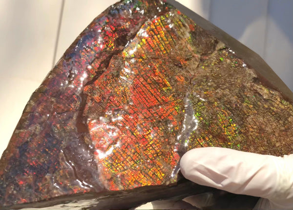 8" Double-Sided Ammolite Display Stone  Huge Fossil Section Piece 205mm 8" Collector Stone Home Décor  - CS-222***アンモライト 大型両面　コレクターストーン Free shipping