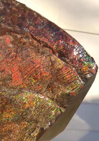 8" Double-Sided Ammolite Display Stone  Huge Fossil Section Piece 205mm 8" Collector Stone Home Décor  - CS-222***アンモライト 大型両面　コレクターストーン Free shipping