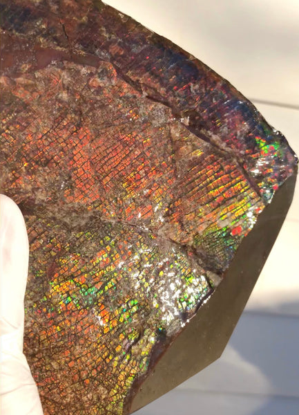 8" Double-Sided Ammolite Display Stone  Huge Fossil Section Piece 205mm 8" Collector Stone Home Décor  - CS-222***アンモライト 大型両面　コレクターストーン Free shipping